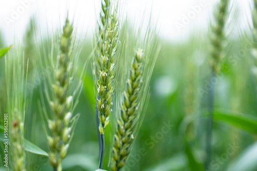 wheat on the farm