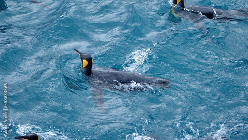 King penguin (Aptenodytes patagonicus) swimming off the coast of Salisbury Plain, South Georgia Island
