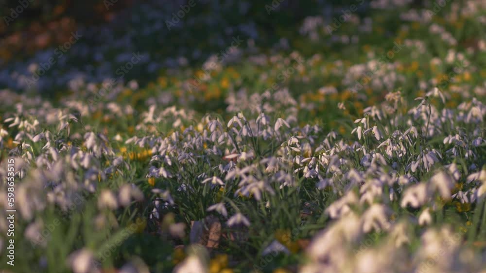attractive evening light, snowdrops and yellow aconite flowers in breeze, track left then right then holds attractive evening light, snowdrops and yellow aconite flowers in breeze, track left then right then holds