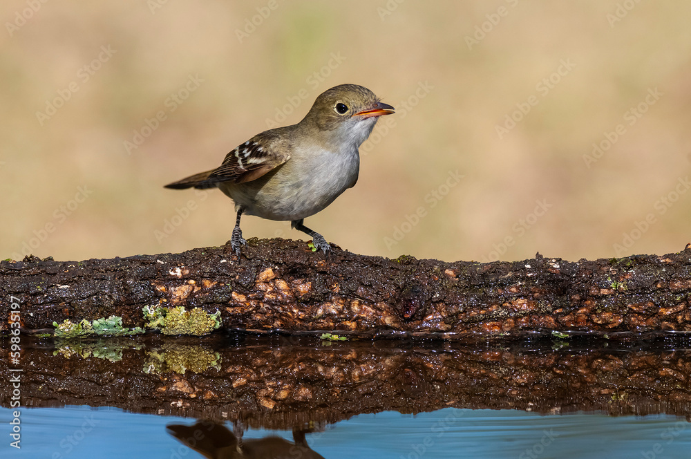 White crested Elaenia, Elaenia albiceps, calden Forest, La Pampa province , Patagonia, Argentina