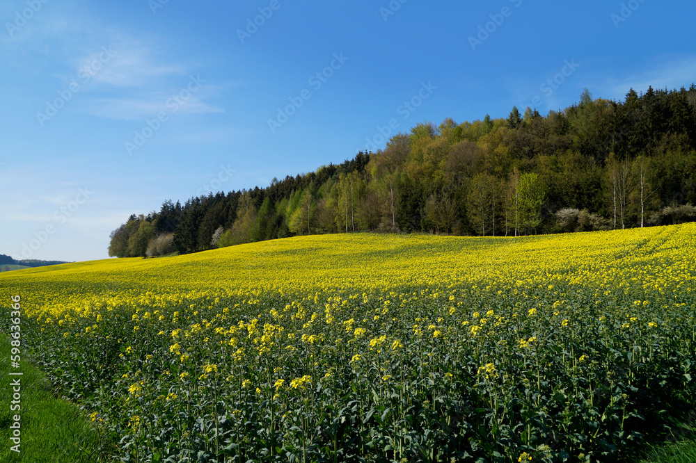 sun-drenched canola fields in the Bavarian countryside on a sunny spring day with the blue sky, Rechbergreuthen, Bavaria, Germany