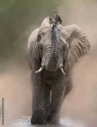 Photography Elephant