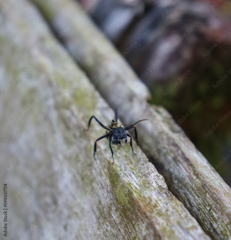 Fototapeta premium Formiga 