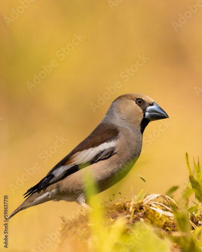 Bird - female Hawfinch Coccothraustes coccothraustes spring time, Poland Europe