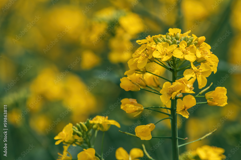 Closeup shot of beautiful yellow canola crop flower, rapeseed field in bloom Closeup shot of beautiful yellow canola crop flower, rapeseed field in bloom
