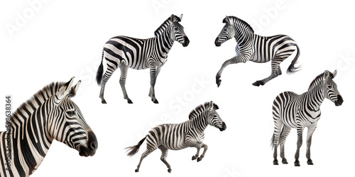 Zebra set on the png background created with ai technology