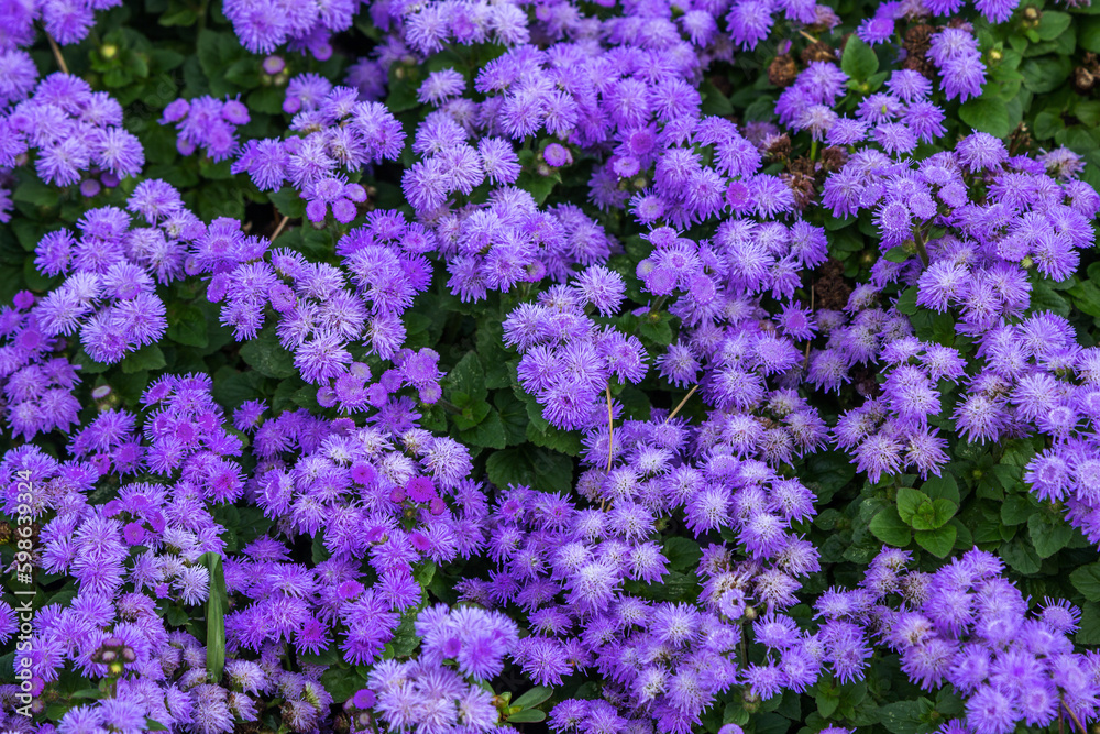 Beautiful bright purple flowers of blooming Ageratum growing in the garden Beautiful bright purple flowers of blooming Ageratum growing in the garden