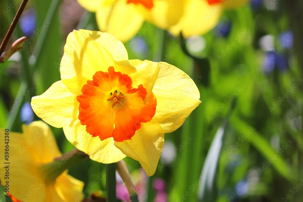 gelbe Blüte einer Narzisse gelbe Blüte einer Narzisse