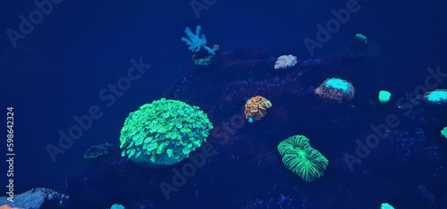 marine fish in marine aquarium and corals