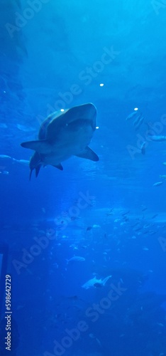 Sand Tiger Shark (Carcharias taurus) is a species known for its distinctive appearance and behavior. It often has a ragged, jagged-toothed look due to its teeth, which protrude even when its mouth is 