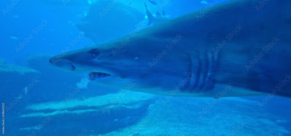 Fototapeta premium Carcharias taurus sand tiger shark, gray nurse shark, spotted ragged-tooth shark or blue-nurse sand tiger, is a species of shark that inhabits subtropical and temperate waters worldwide. It inhabits t