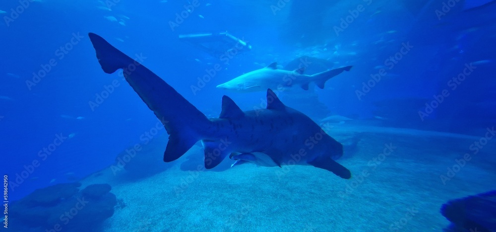 Fototapeta premium Carcharias taurus sand tiger shark, gray nurse shark, spotted ragged-tooth shark or blue-nurse sand tiger, is a species of shark that inhabits subtropical and temperate waters worldwide. It inhabits t