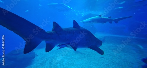 Carcharias taurus sand tiger shark  gray nurse shark  spotted ragged-tooth shark or blue-nurse sand tiger  is a species of shark that inhabits subtropical and temperate waters worldwide. It inhabits t