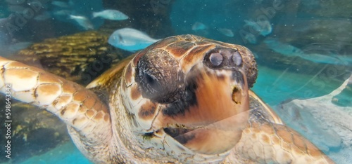 caretta loggerhead sea turtle is a species of oceanic turtle distributed throughout the world. It is a marine reptile  belonging to the family Cheloniidae. The average loggerhead measures around 90 cm