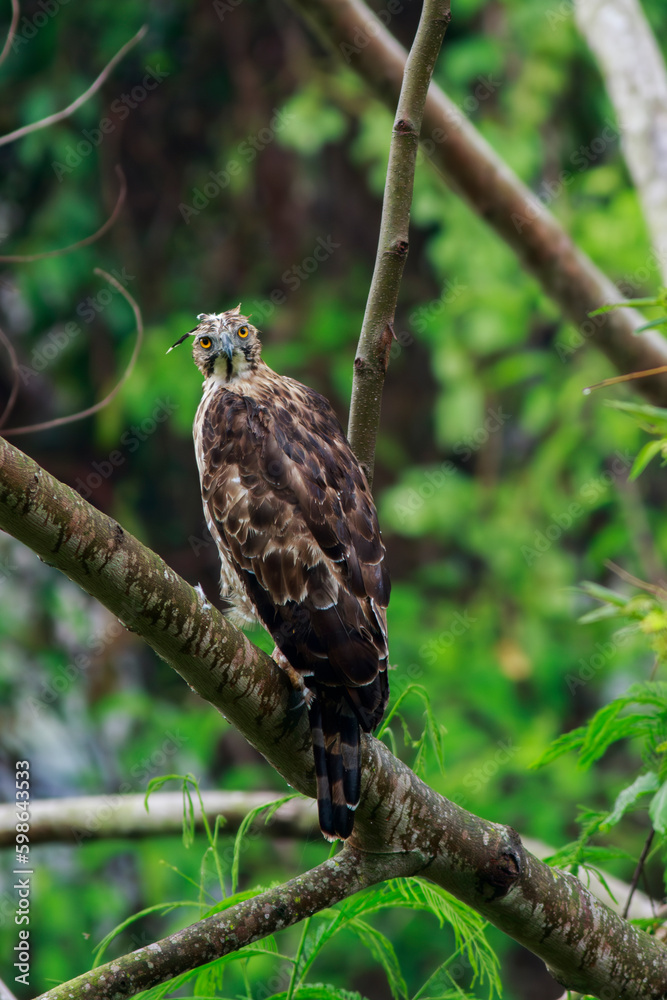 Crested Goshawk standing on branches in the rainforest. Crested Goshawk standing on branches in the rainforest.