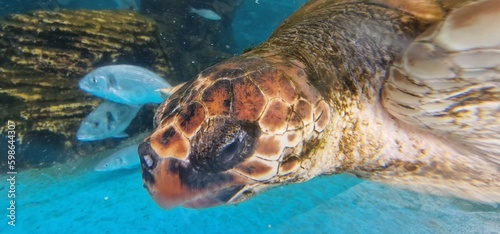caretta loggerhead sea turtle is a species of oceanic turtle distributed throughout the world. It is a marine reptile  belonging to the family Cheloniidae. The average loggerhead measures around 90 cm