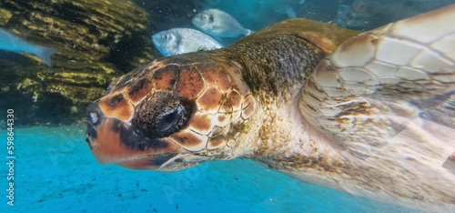 caretta loggerhead sea turtle is a species of oceanic turtle distributed throughout the world. It is a marine reptile  belonging to the family Cheloniidae. The average loggerhead measures around 90 cm