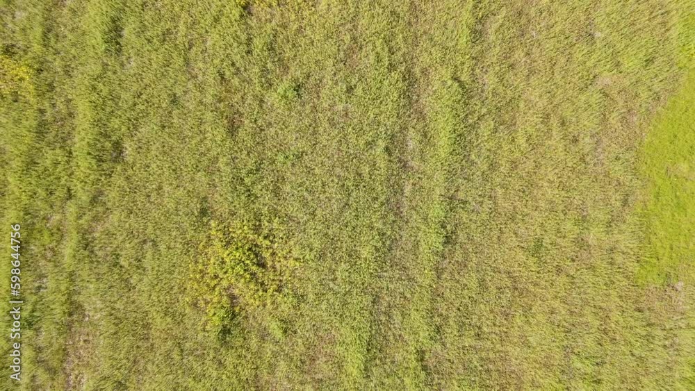 4k Aerial Drone Rise over Fallow Field with Grass and Flowers. Reversible. 4k Aerial Drone Rise over Fallow Field with Grass and Flowers. Reversible.