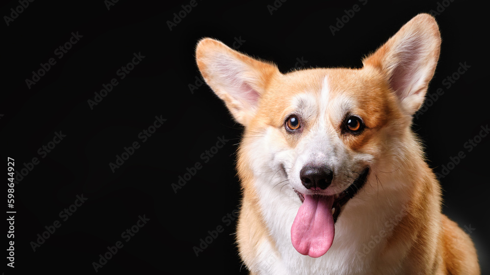 Portrait of a charming corgi dog on a black background close-up