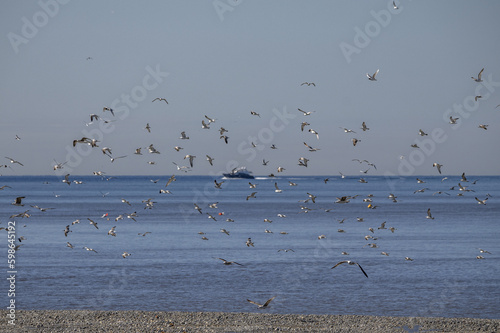 Vols de mouette en mer devant un yacht © Bernard