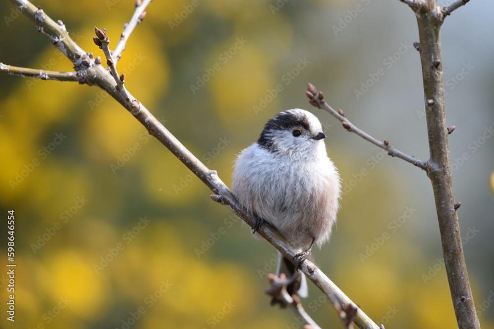 Long Tailed Tit on branch with yellow heather background Long Tailed Tit on branch with yellow heather background