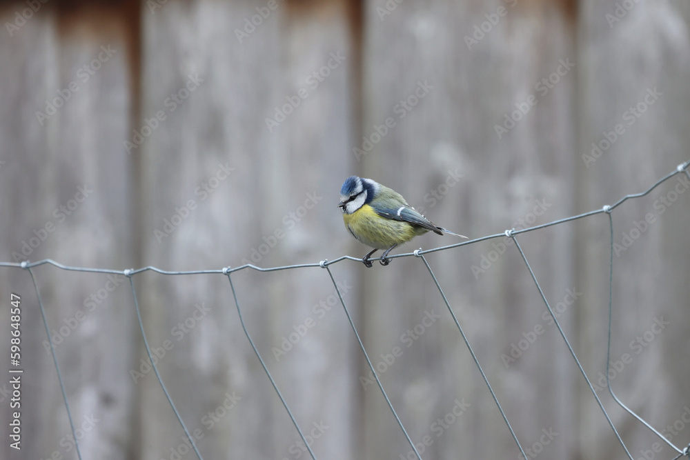 A tit sits on a wire fence A tit sits on a wire fence