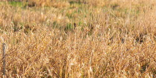 Reed warbler, acrocephalus scirpaceus bird sitting on high grass stem. Wild animal