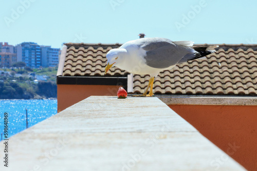 pigeon on the roof photo