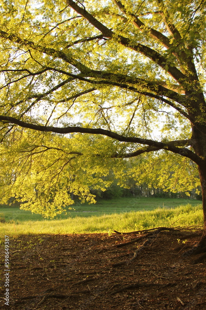 Obraz premium Sitting by The Tree 