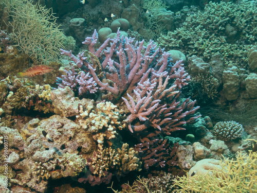 Colony of colorful soft corals and small exotic fishes at the bottom of the Red sea in Egypt, travel concept 