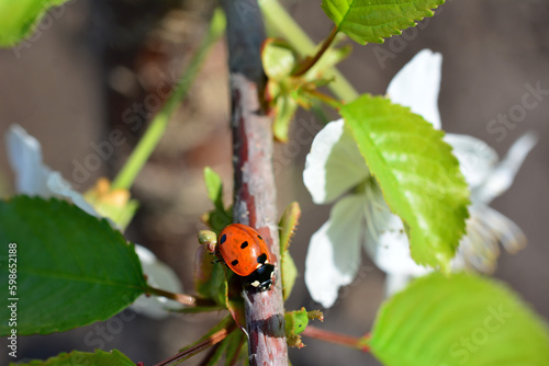 A ladybug on a branch with a white flower and green leaves in the background