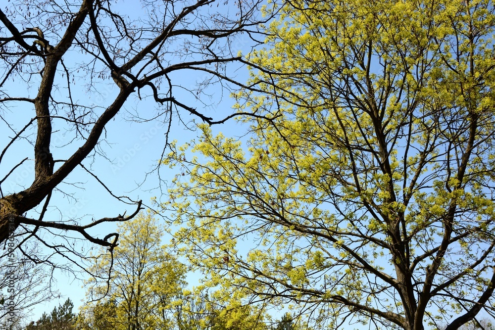 Fototapeta premium A late blooming bare tree next to an early spring blooming tree - Fragment of illuminated trees of beautiful sunlight - April 
