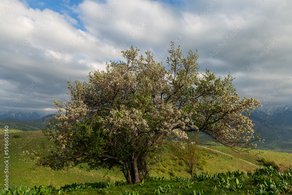Blooming giant old Siversan apple tree on the slopes of the Zailiysky Alatau mountains near the Kazakh city of Almaty Blooming giant old Siversan apple tree on the slopes of the Zailiysky Alatau mountains near the Kazakh city of Almaty
