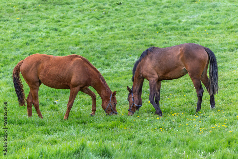 Zwei Pferde auf der Weide
