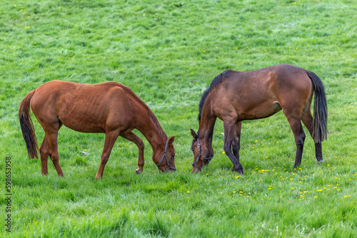 Zwei Pferde auf der Weide 
