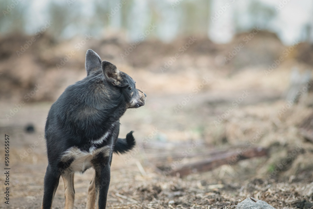 A stray dog is running around the farm.