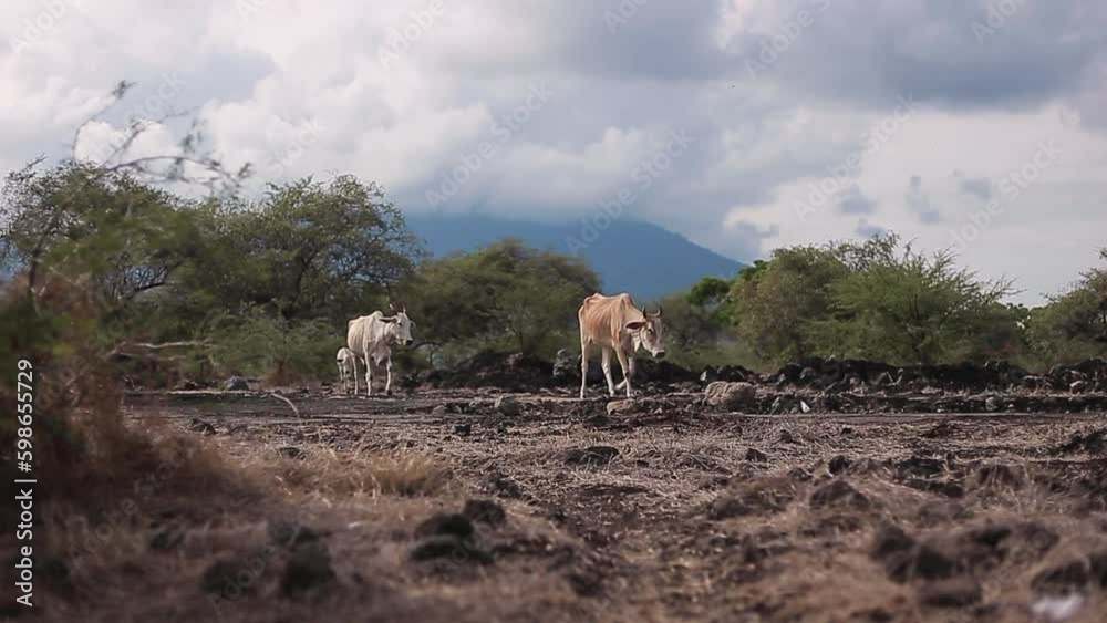 Wild cows in Baluran National Park are looking for food during Indonesia's dry season Wild cows in Baluran National Park are looking for food during Indonesia's dry season