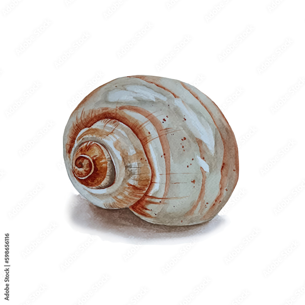 Watercolor sea shell swirl isolated on white background.