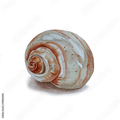 Watercolor sea shell swirl isolated on white background.