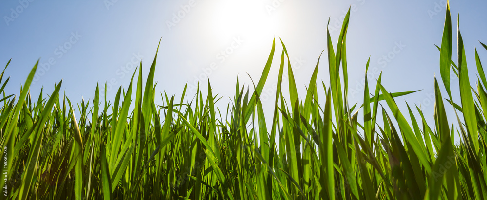 Fototapeta premium closeup green grass in light of sparkle sun