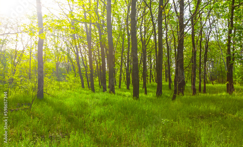 summer green forest glade in light of sun