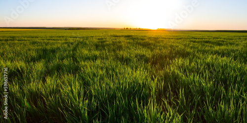 wide green  farm field at the sunset  evening agricultural scene