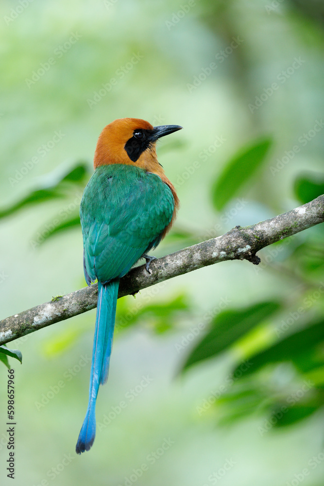 Fototapeta premium Rufous Motmot