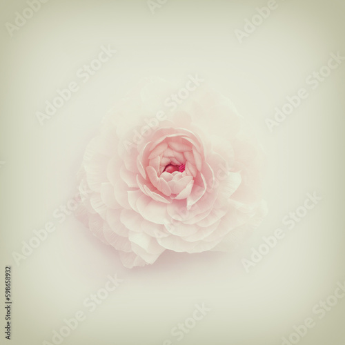 Cuadro en lienzo Top view image of pastel pink flower. vintage style