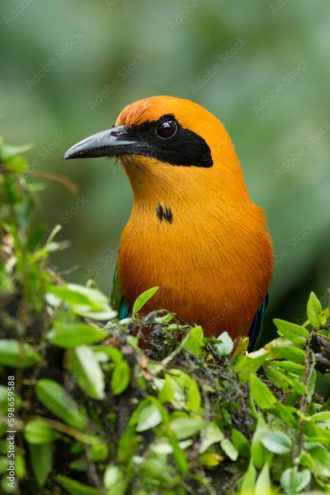 Rufous-Motmot Rufous-Motmot