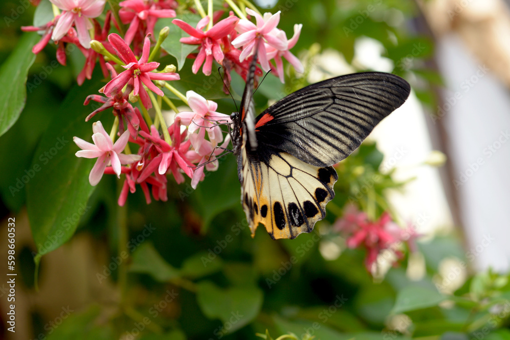 butterfly on flower