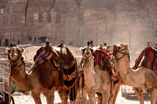 Bilde på lerret Multiple camels prepared for tourist rides on the colonnaded street in the ancie