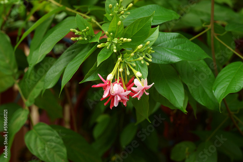 red and yellow flower