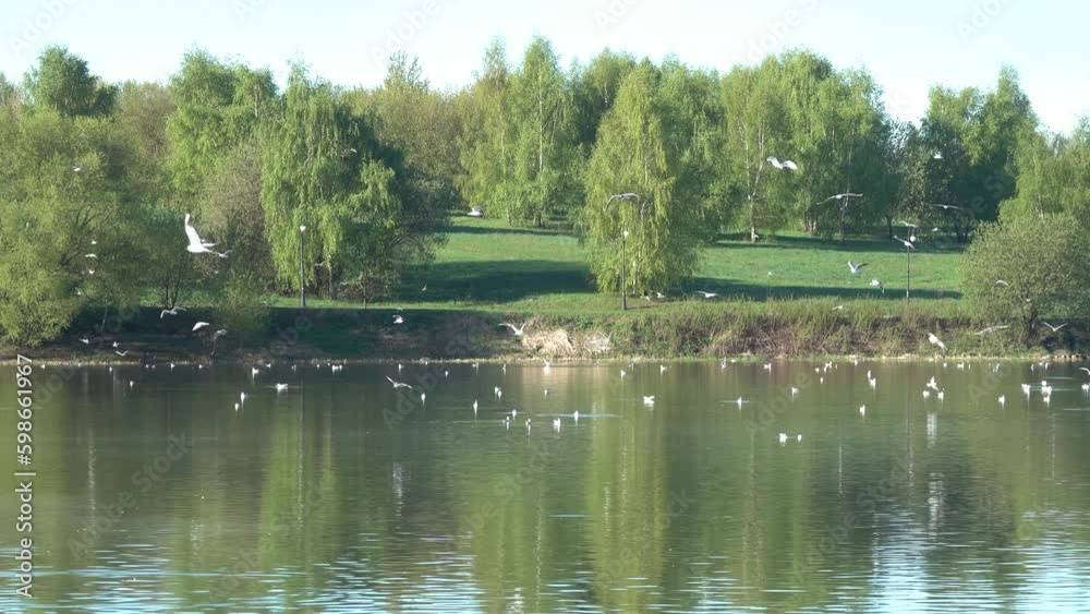 Environmental disaster. Gulls are attracted to the pond because of the large number of poisoned helpless fish. Poisoned fish become easy prey for seagulls Environmental disaster. Gulls are attracted to the pond because of the large number of poisoned helpless fish. Poisoned fish become easy prey for seagulls