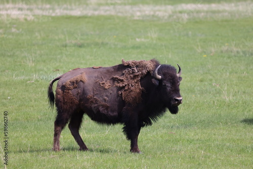 american buffalo in the field, bison 